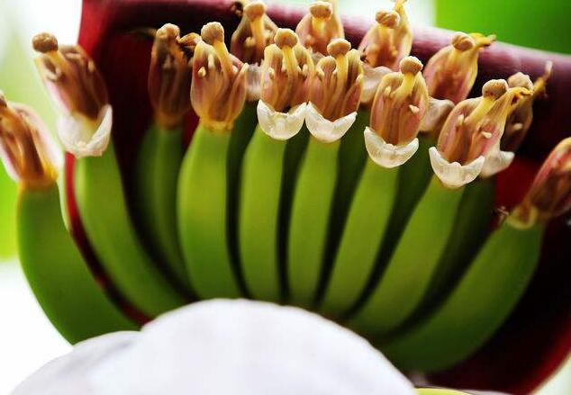 香蕉什么时候开花，香蕉的花语是什么