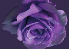 全世界只对你有感觉：紫玫瑰花语