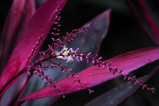 红叶朱蕉开花吗，红叶朱蕉的花语及寓意/11月开花花期长