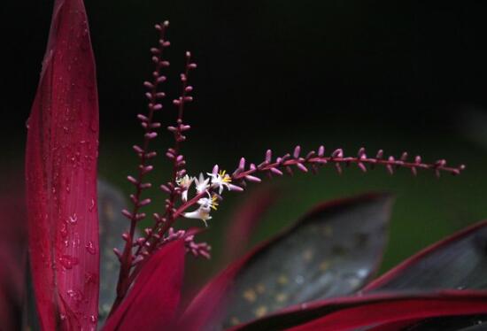 红叶朱蕉开花吗，红叶朱蕉的花语及寓意/11月开花花期长