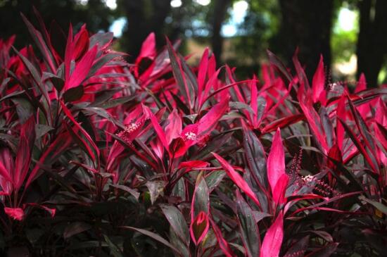 红叶朱蕉开花吗，红叶朱蕉的花语及寓意/11月开花花期长