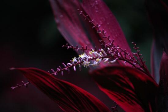 红叶朱蕉开花吗，红叶朱蕉的花语及寓意/11月开花花期长