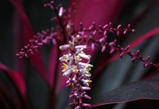 红叶朱蕉开花吗，红叶朱蕉的花语及寓意/11月开花花期长