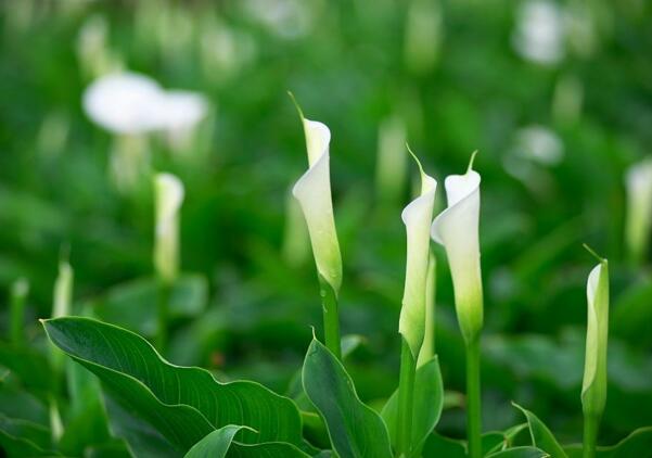 海芋花的花语是什么_花语大全