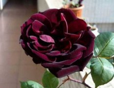 网上的路易十四玫瑰种子靠谱吗 拓展知识-路易十四玫瑰的花语