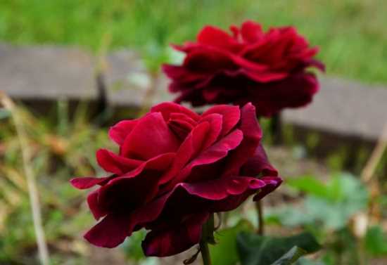 网上的路易十四玫瑰种子靠谱吗 拓展知识-路易十四玫瑰的花语