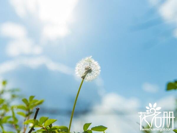 世界上十大花语最悲伤的花 十大凄美之花的花语