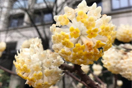 结香花的花语是什么