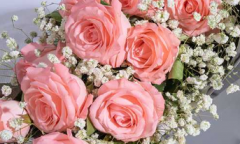 粉玫瑰代表什么意思 粉玫瑰花语和寓意