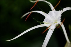 水鬼蕉的花语——天生丽质