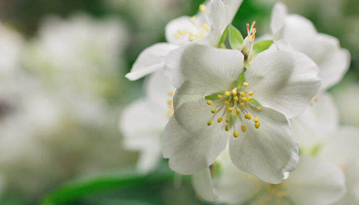 摄图网_300628219_灌木丛中的白色茉莉花（企业商用）.jpg