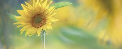 太阳花的花语和寓意 太阳花的花语和寓意有哪些