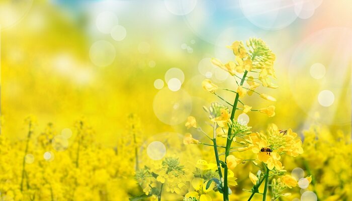 油菜花的花语及传说 油菜花寓意什么