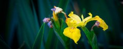 鸢尾花的花语是什么 鸢尾花的花语和象征意义