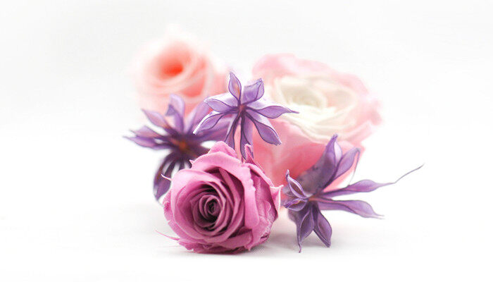 紫玫瑰花语是什么意思 紫玫瑰花语代表什么意思