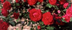 朱丽叶玫瑰花语和介绍 朱丽叶玫瑰花的花语是什么