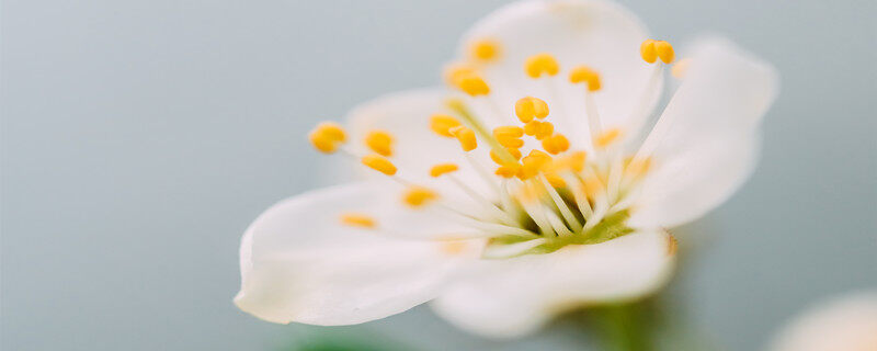 摄图网_300136106_春天的白梅树花（企业商用）.jpg