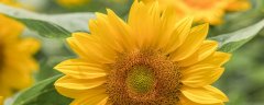 向阳花的寓意和花语 向阳花的寓意和花语是什么