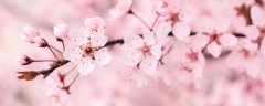 樱花的花语及传说 樱花花语是什么
