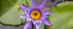 紫色睡莲的花语是什么 紫色睡莲的寓意