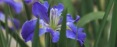 蓝色鸢尾花的花语 蓝色鸢尾花的花语是什么