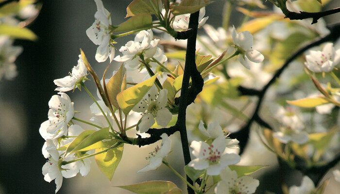 摄图网_500393639_banner_梨花（企业商用） (1)_副本.jpg