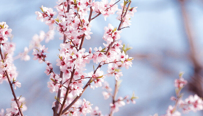 桃花的花语和象征意义 桃花的花语和含义
