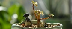 雅乐之舞花语及寓意 雅乐之舞花语及寓意是什么