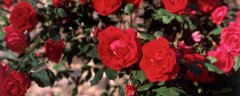 十一朵玫瑰花的花语是什么意思 十一朵玫瑰花的花语是什么