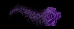 紫色玫瑰花语是什么 紫色玫瑰花语是什么意思