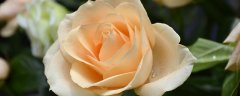 玫瑰花香槟色花语是什么 香槟玫瑰花语是什么