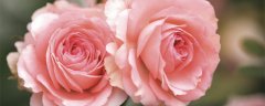 11朵粉玫瑰花语是什么 11朵粉玫瑰的花语是什么