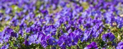 紫罗兰的花语和传说 紫罗兰的花语以及传说