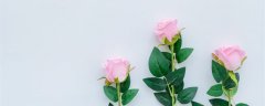 21朵粉玫瑰花语 21朵粉玫瑰花语是什么