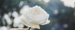 白玫瑰的花语和寓意 白玫瑰的花语和寓意是什么