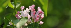 丁香花寓意 丁香花寓意和花语