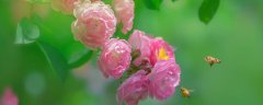 铁海棠的花语和寓意 铁海棠的花语和寓意有哪些