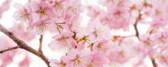 粉色樱花的花语是什么 粉色樱花有什么花语