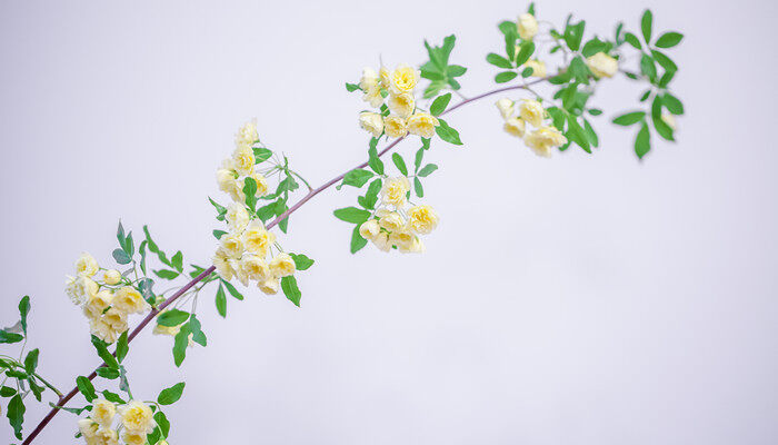 木香花花语和寓意 木香花花语和寓意有几种