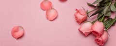 粉玫瑰代表什么花语 粉玫瑰花的花语是什么