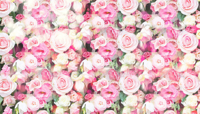 粉玫瑰代表什么花语 粉玫瑰花的花语是什么