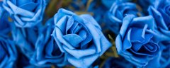 十一朵蓝色妖姬的花语是什么意思 十一朵蓝色妖姬的花语是什么意思呢