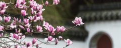 玉兰花花语是什么 玉兰花的寓意是什么
