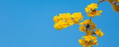 风铃花的花语 风铃花的花语是什么