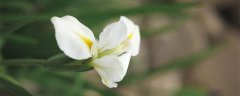 鸢尾花的花语及传说 鸢尾花图片花语是什么