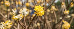 瑞香花的花语 瑞香花的花语是什么