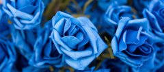 蓝色玫瑰花语 蓝色玫瑰的花语