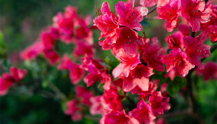 杜鹃花（企业商用）_副本.jpg