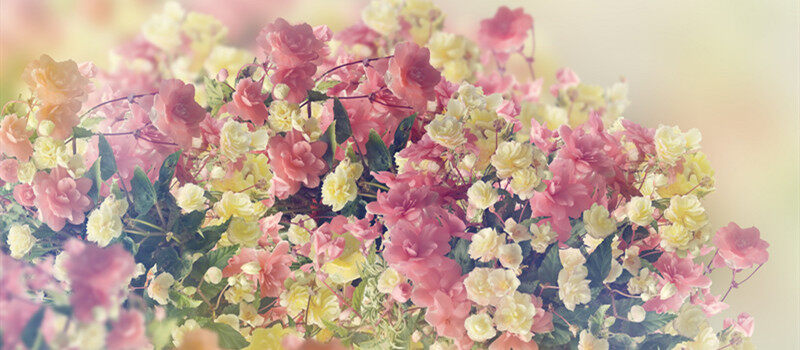 摄图网_300639618_banner_五颜六色的海棠花为背景(企业商用)_2本.jpg 摄图网_300639618_banner_五颜六色的海棠花为背景(企业商用)_2本.jpg