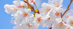 樱花的寓意和花语 樱花的寓意和花语是什么
